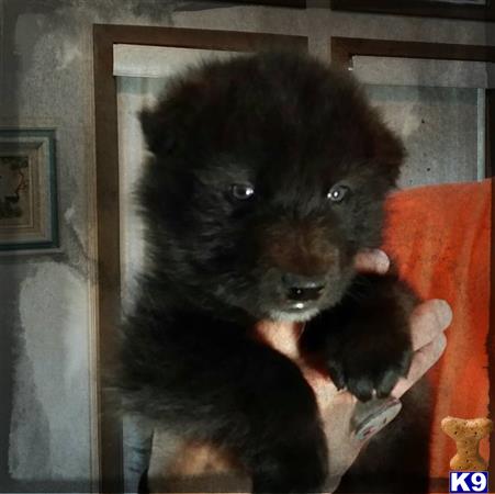 azwolfdogs Picture 2